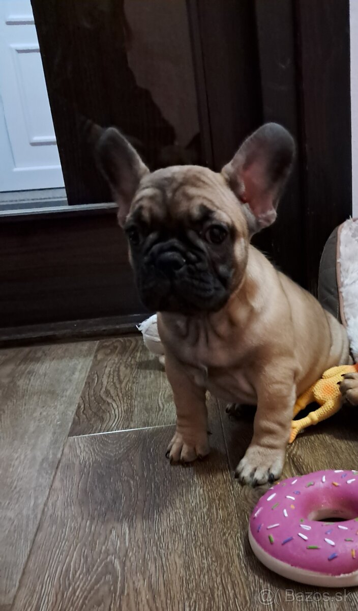 Francúzsky buldoček šteniatka s PP - 2