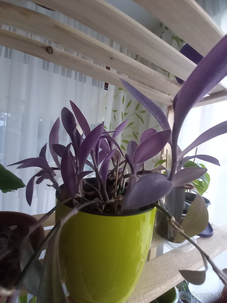 Tradeskancia fialová , croton , nádchovník, čínska ruža - 2