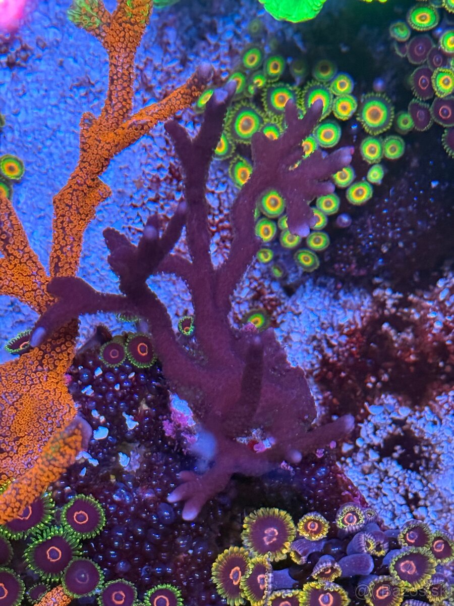 Montipora digitata Purple - 2