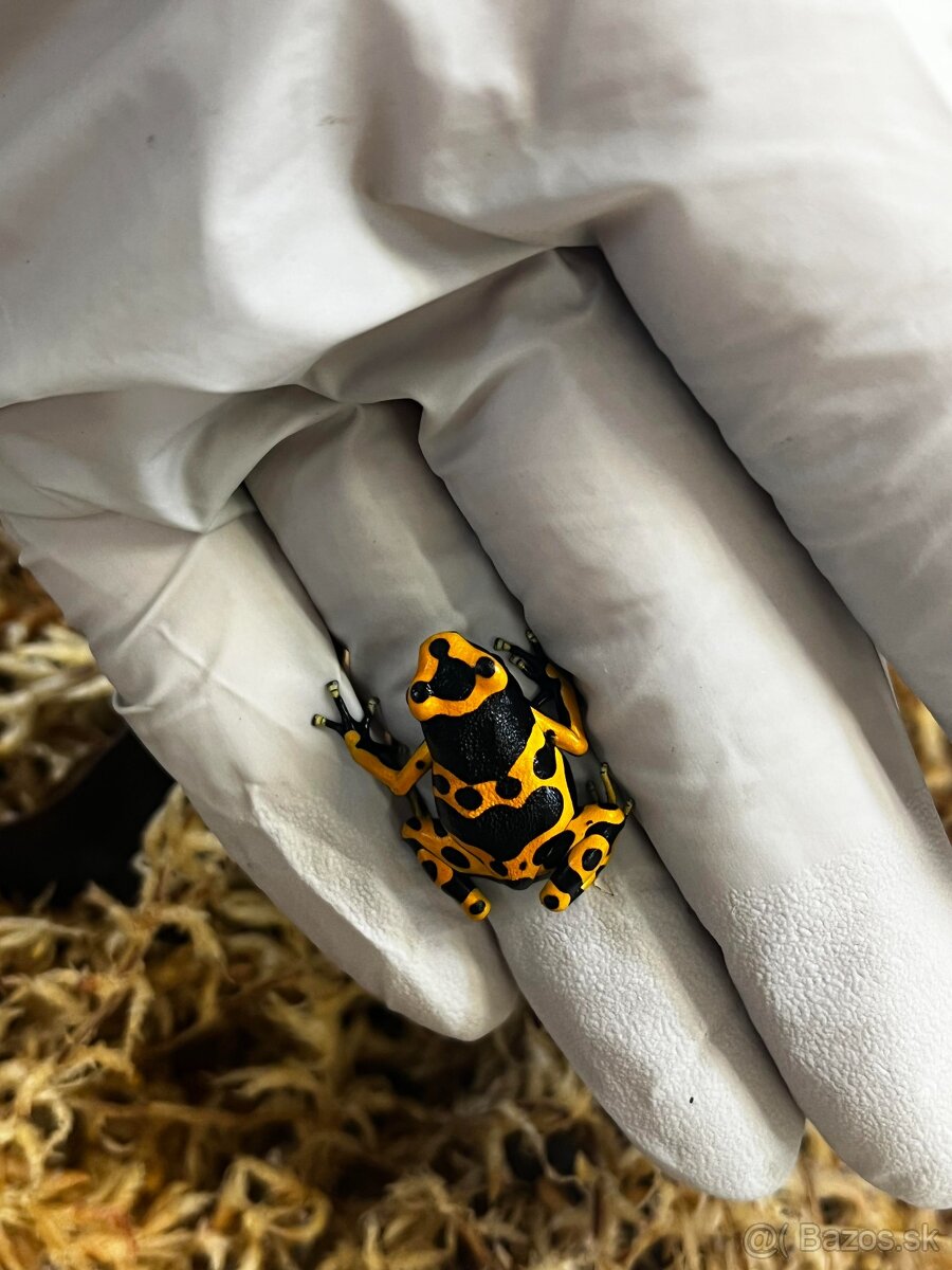 Dendrobates leucomelas - 2