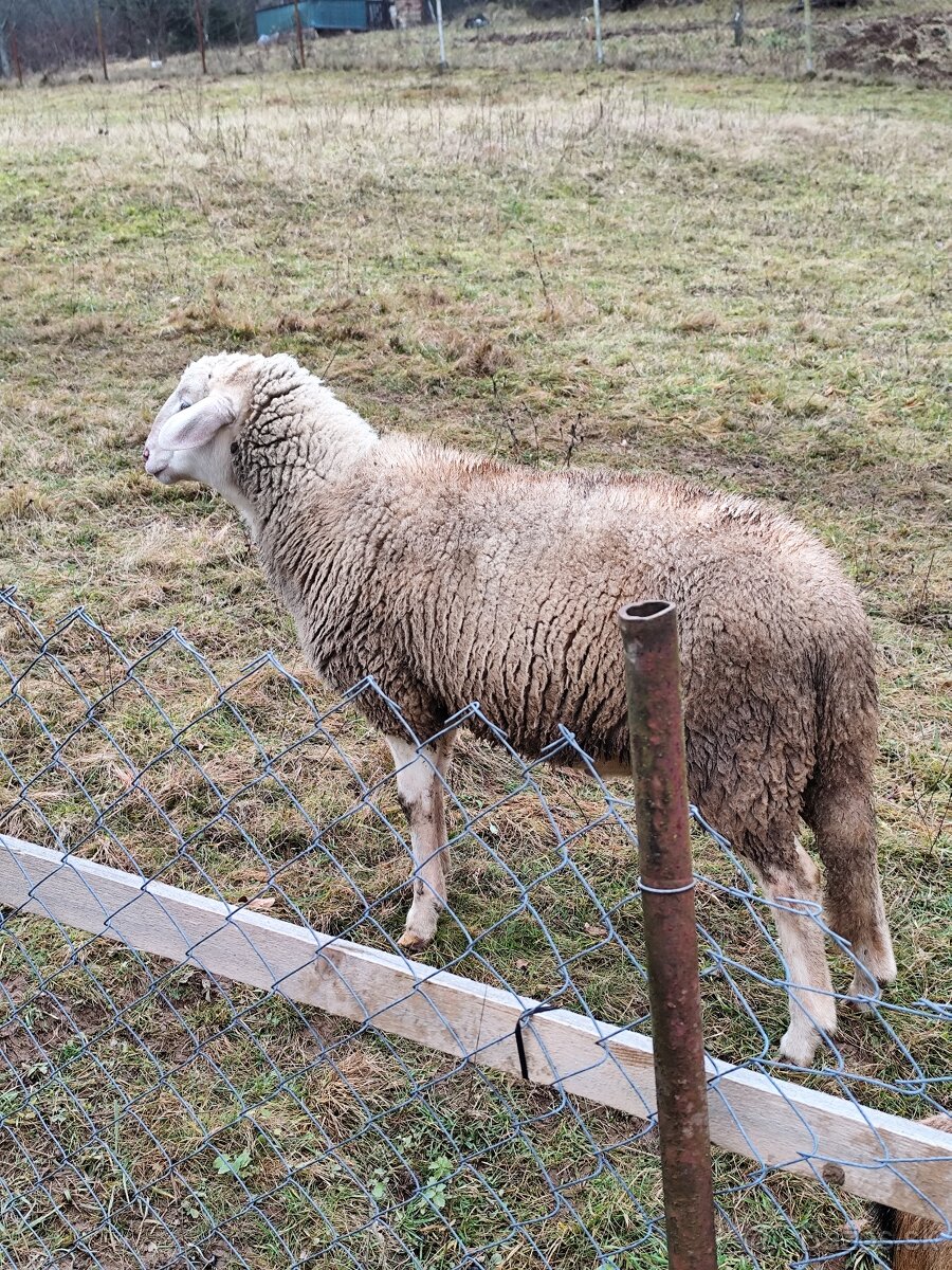 Baran Valaška 8 mesiacov - 2