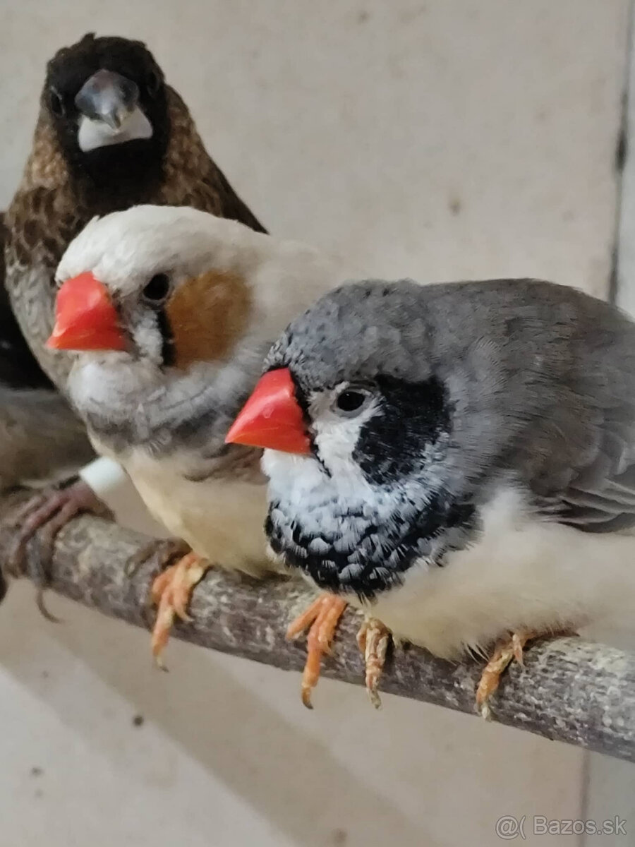 +++ predam zebricky +++ - 2