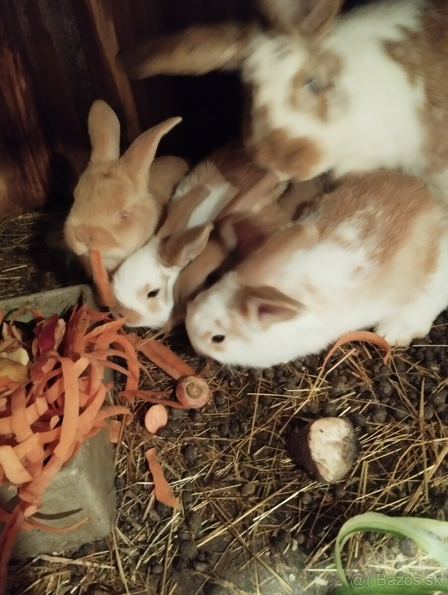 Zajace na predaj - 2