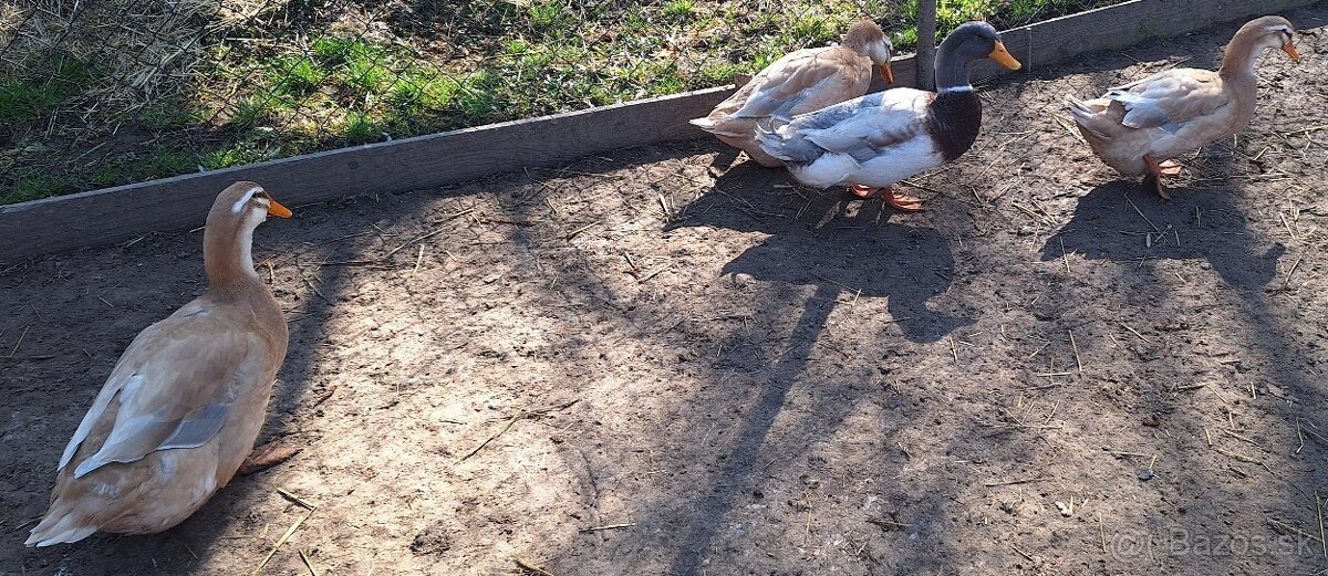 Saské kačky NV - 2