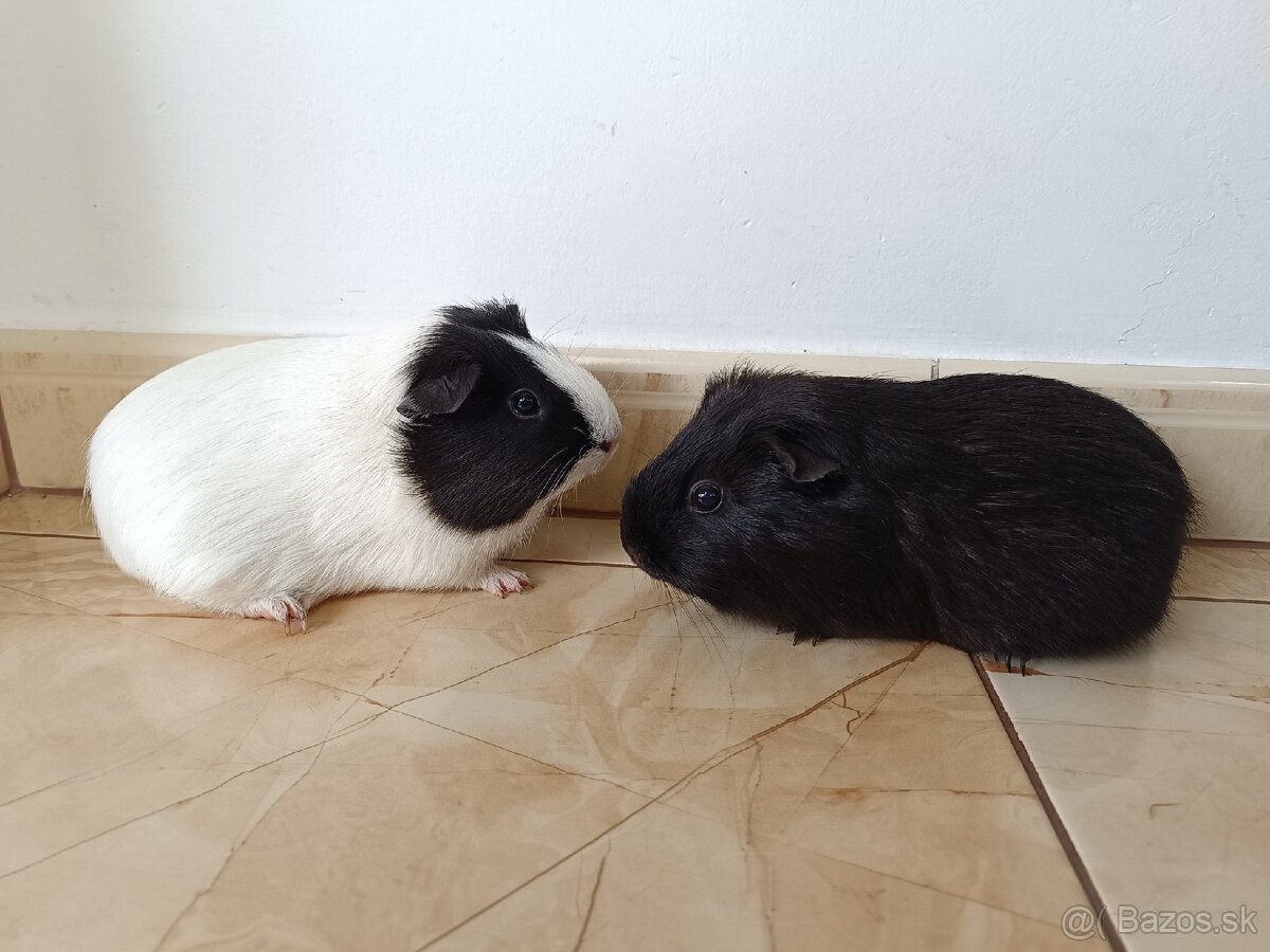 Morčatá,morské prasiatka - 2