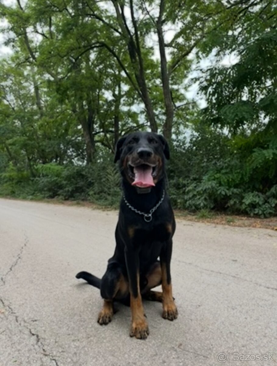 Darujem beaucerona - 2