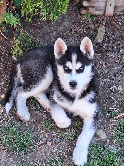 Sibírsky Husky Šteniatka - 2