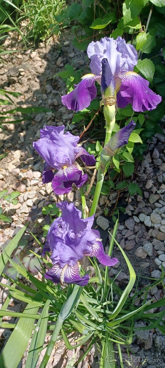 Iris, heuchery, hosty - 2