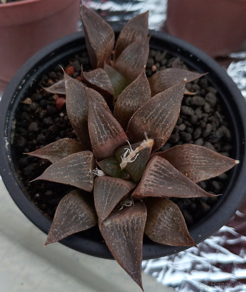 Haworthia - 2