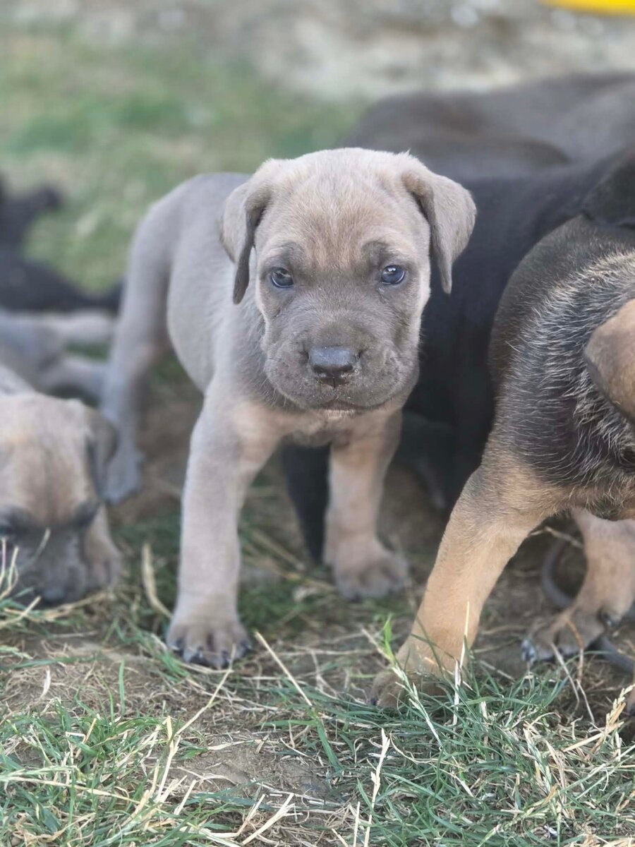 Cane corso Šteniatka - 2