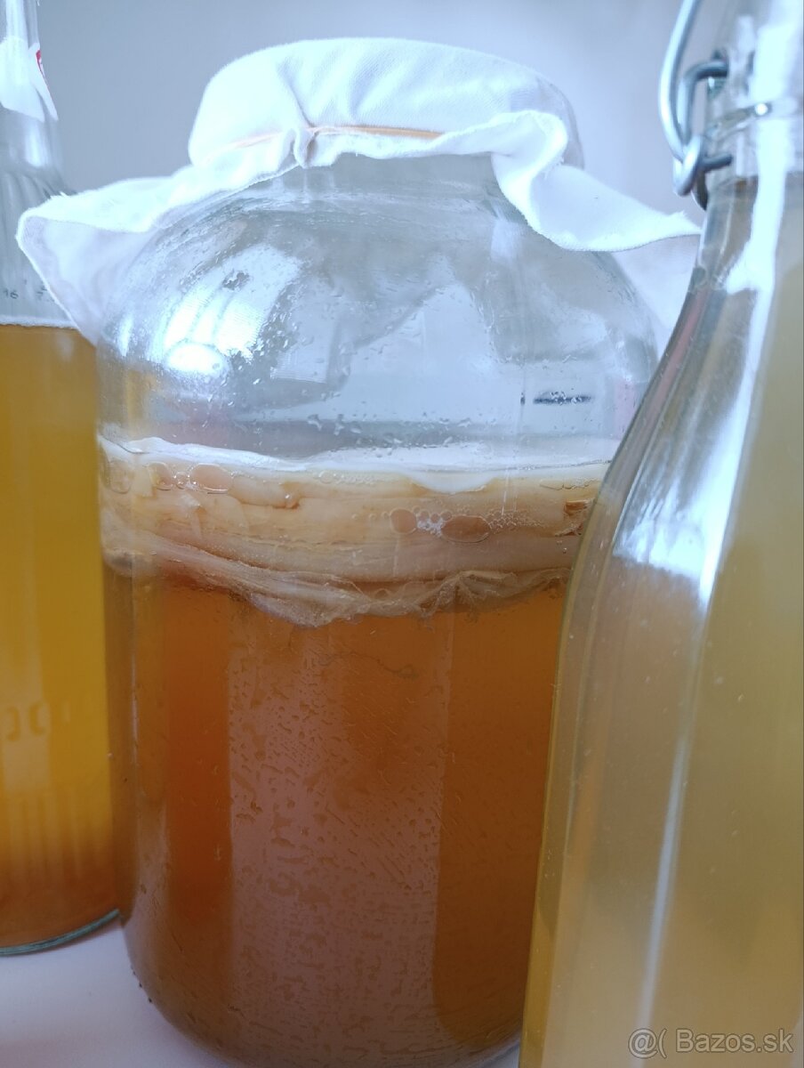 Kombucha - Scoby Kultúra+Štartér. - 2