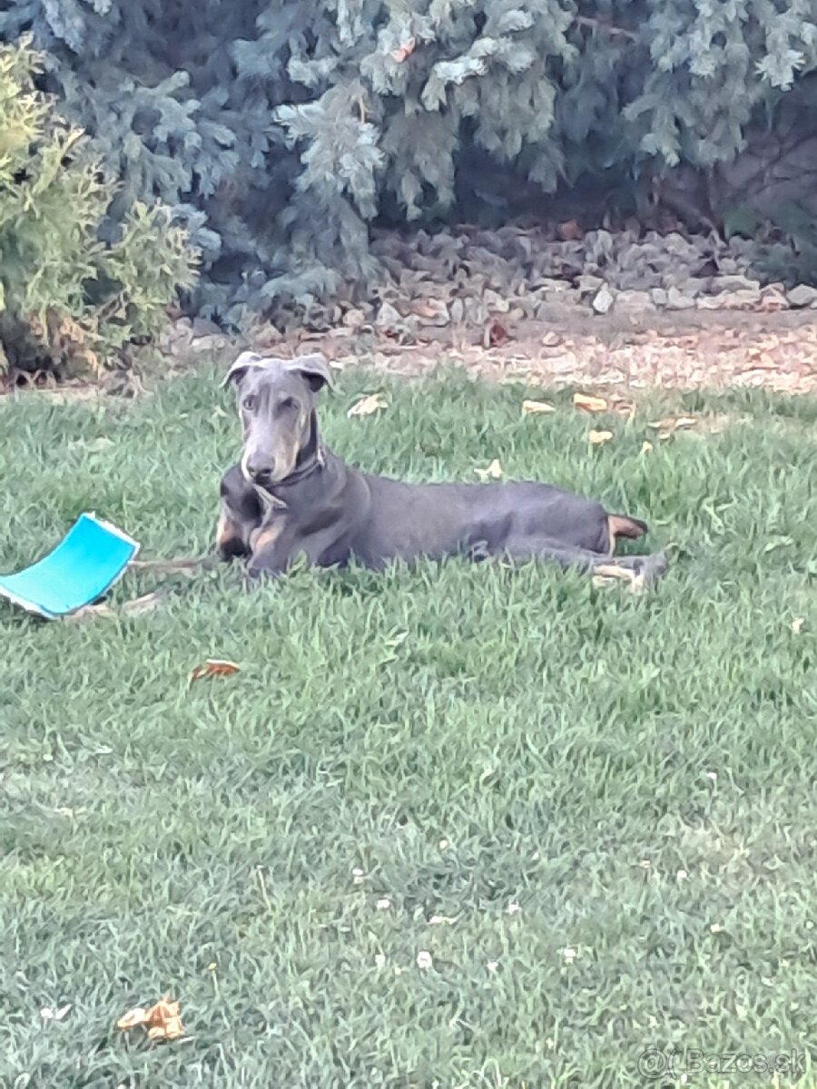 Šteniatko Dobermana - 2