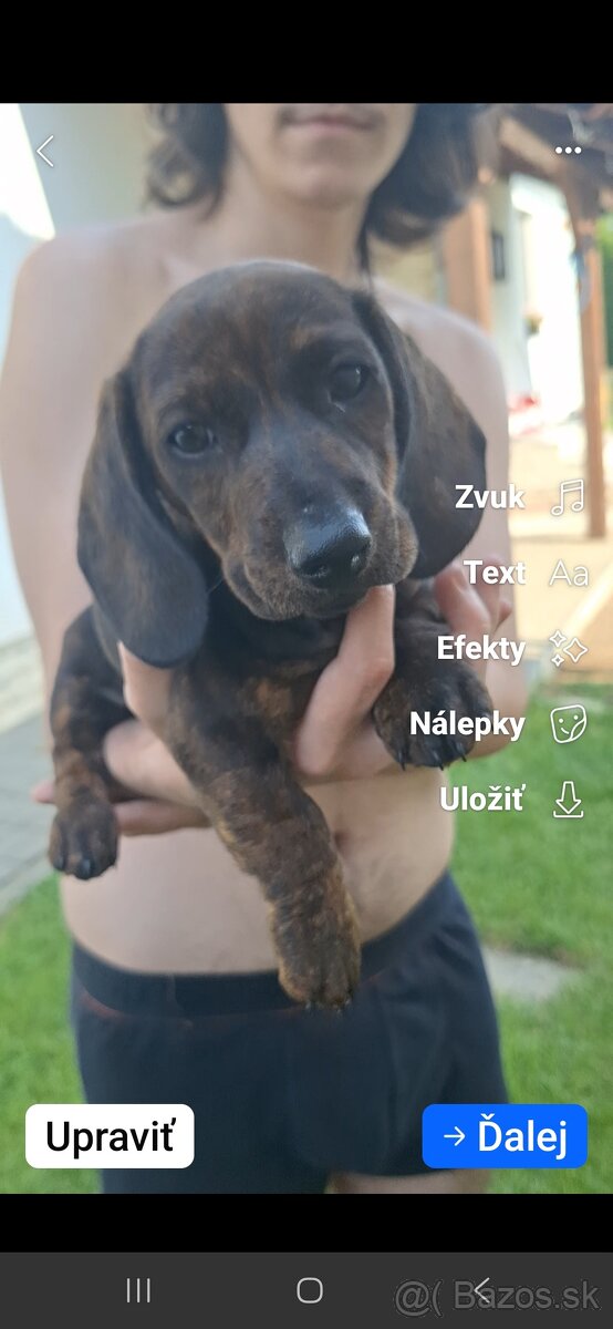 Krátkosrstý jazvecík - 2