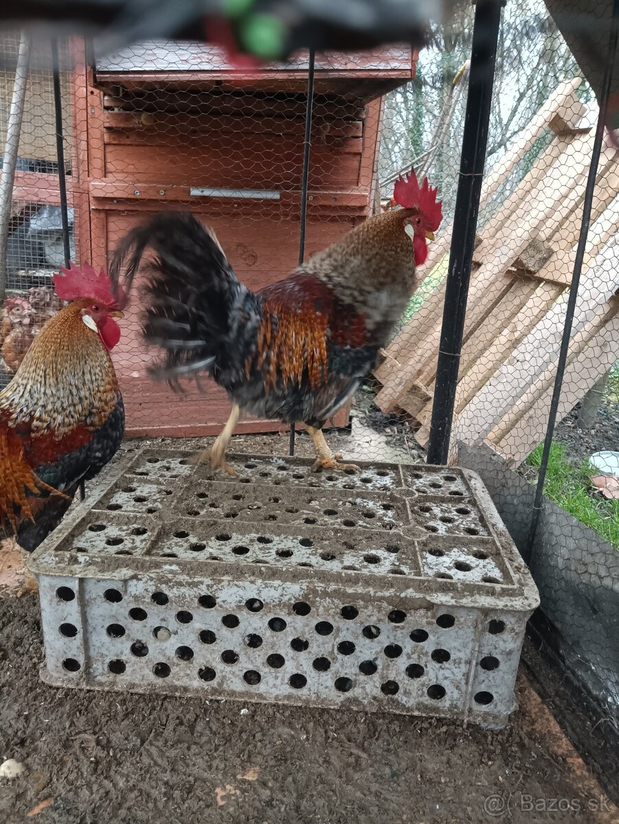 Predám kohútov - 2
