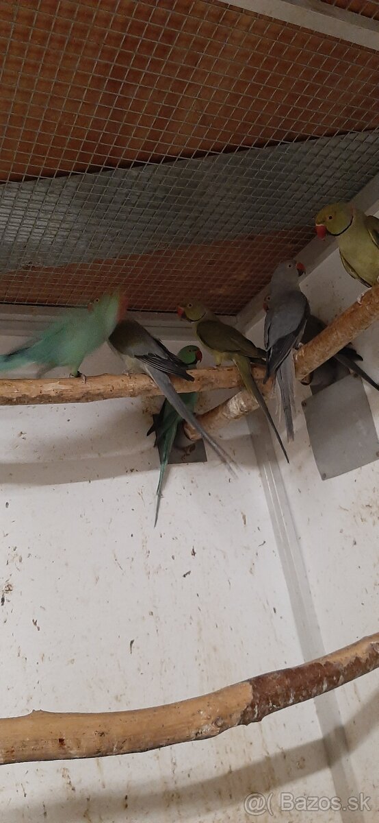 Alexander maly 2023 - 2