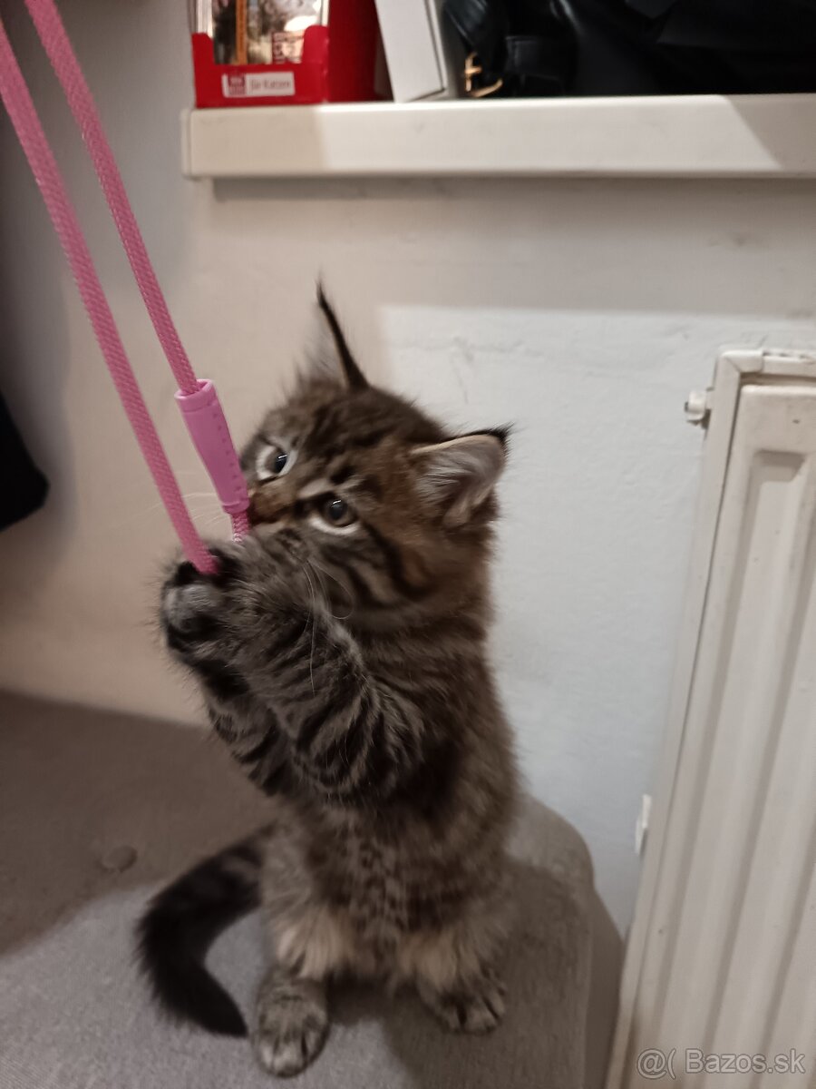 Mainska myvalia mačka - 2