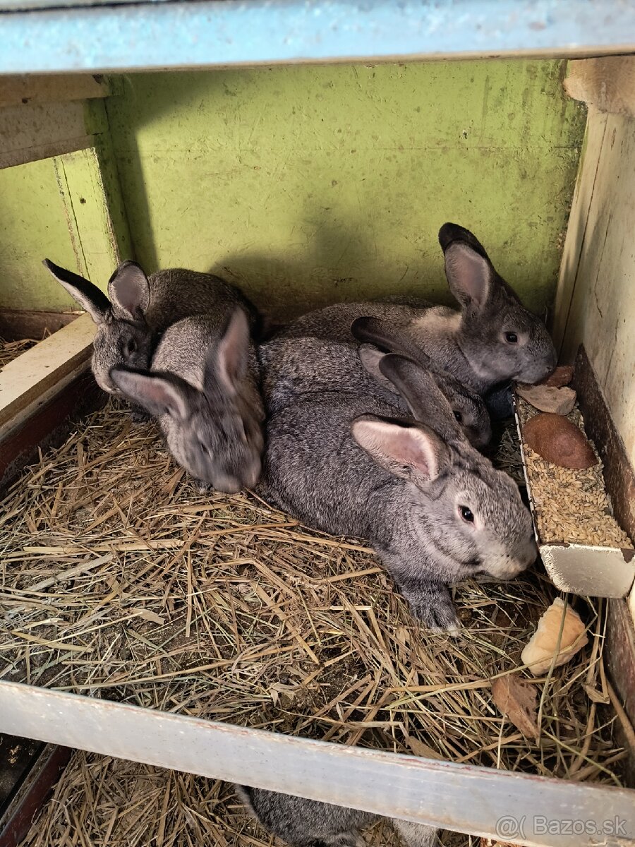 Činčila veľká - 2