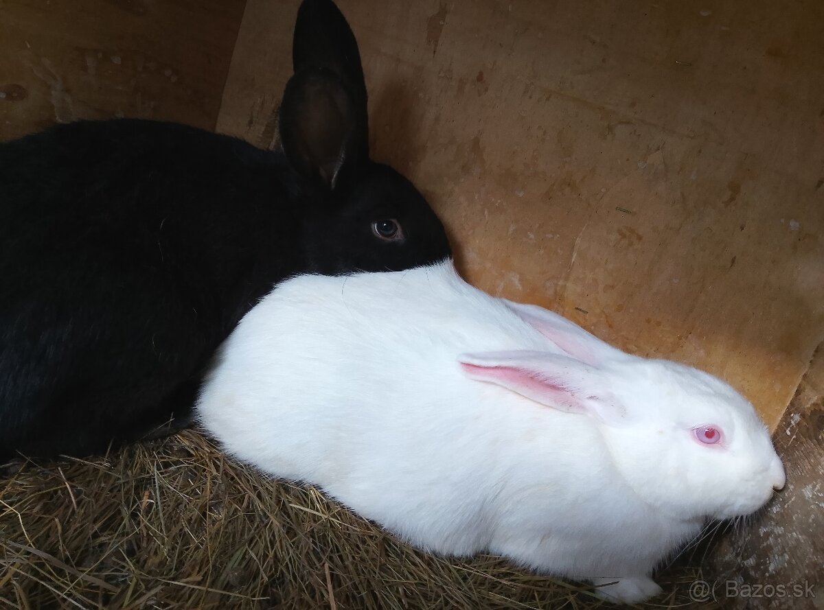 Králiky zajace - 2