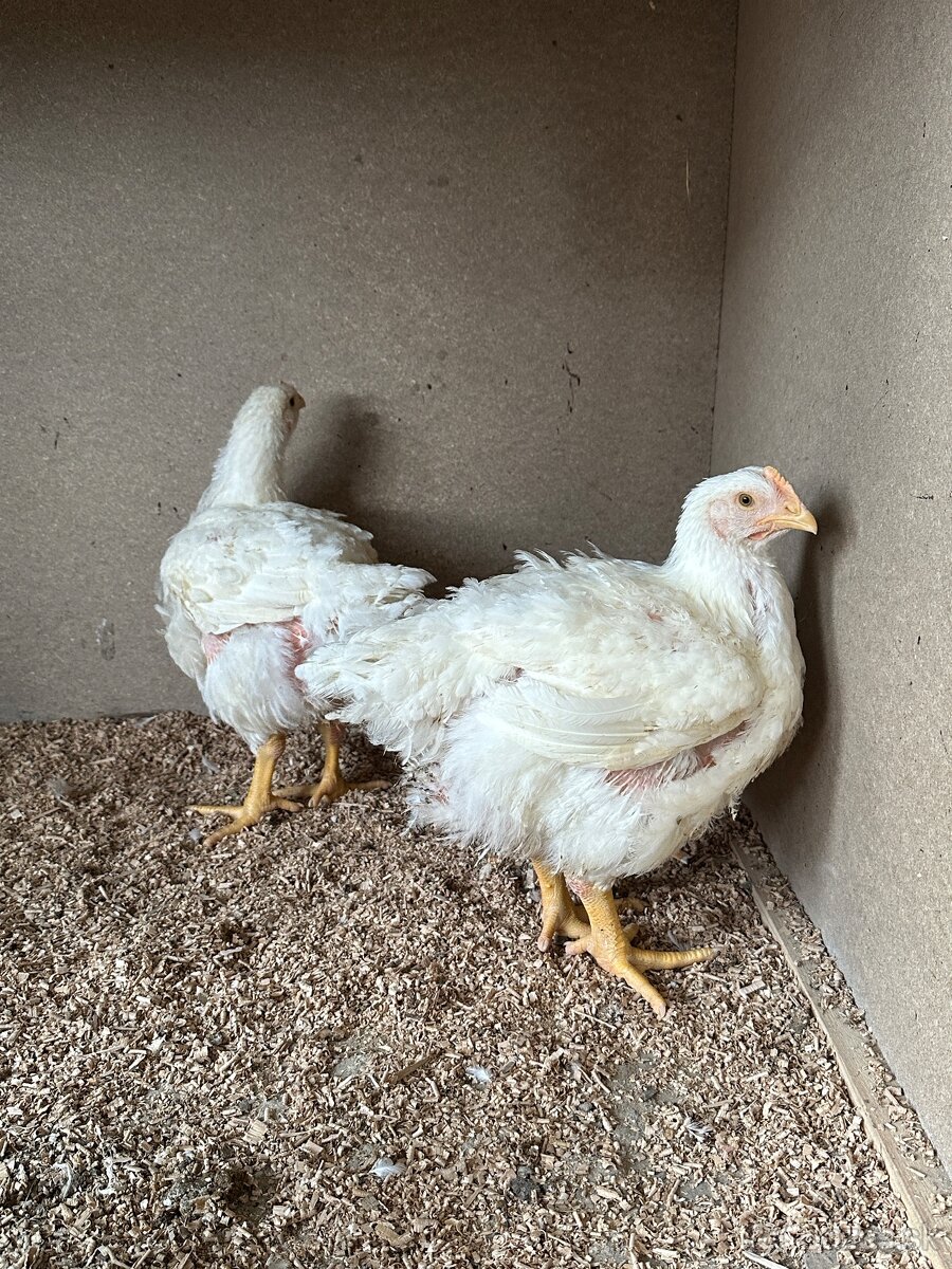 Brojlerové kurčatá ross 308 - 2