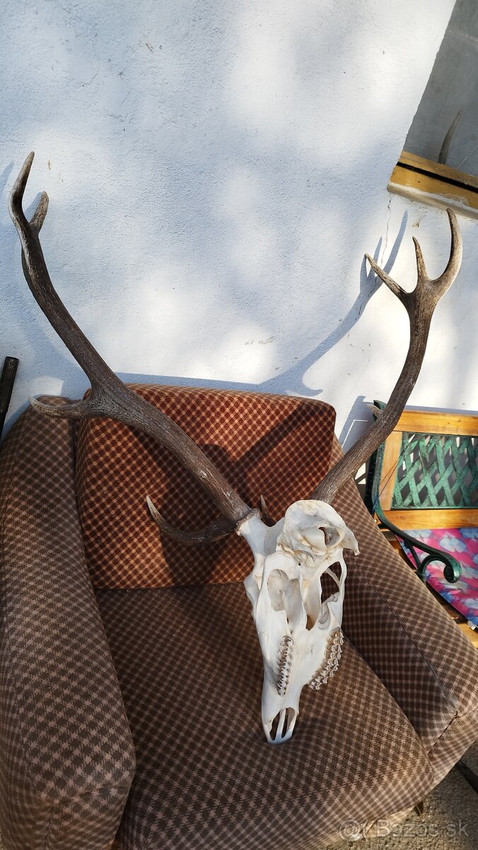 Predám trofej jeleňa.parozie, zhody, trofeje. - 2