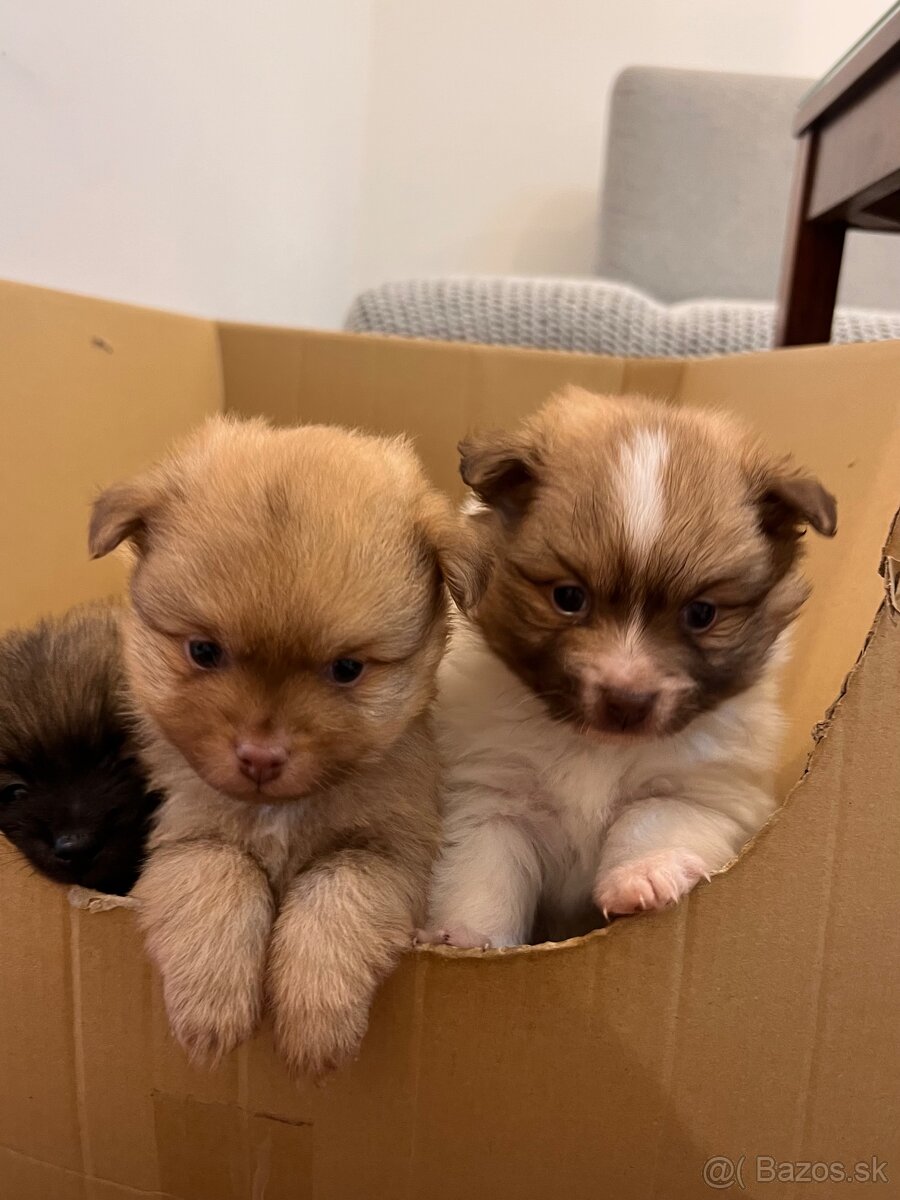 Na predaj šteniatka- Nemecký špic oranžový - 2