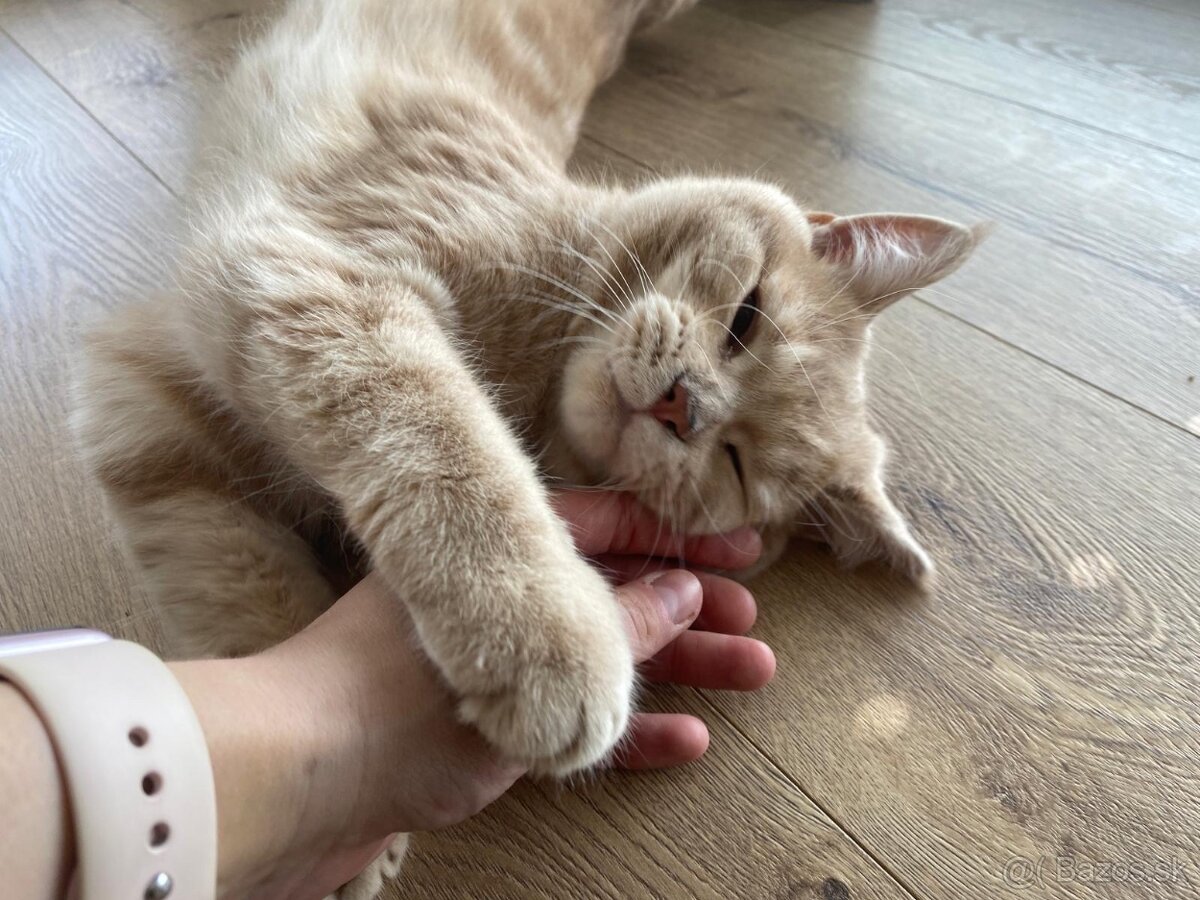 Britská Krémová REZERVOVANE - 2