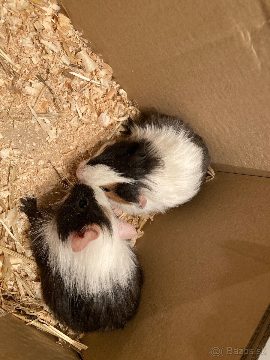 Morča, morčatá, morské prasiatka - 2