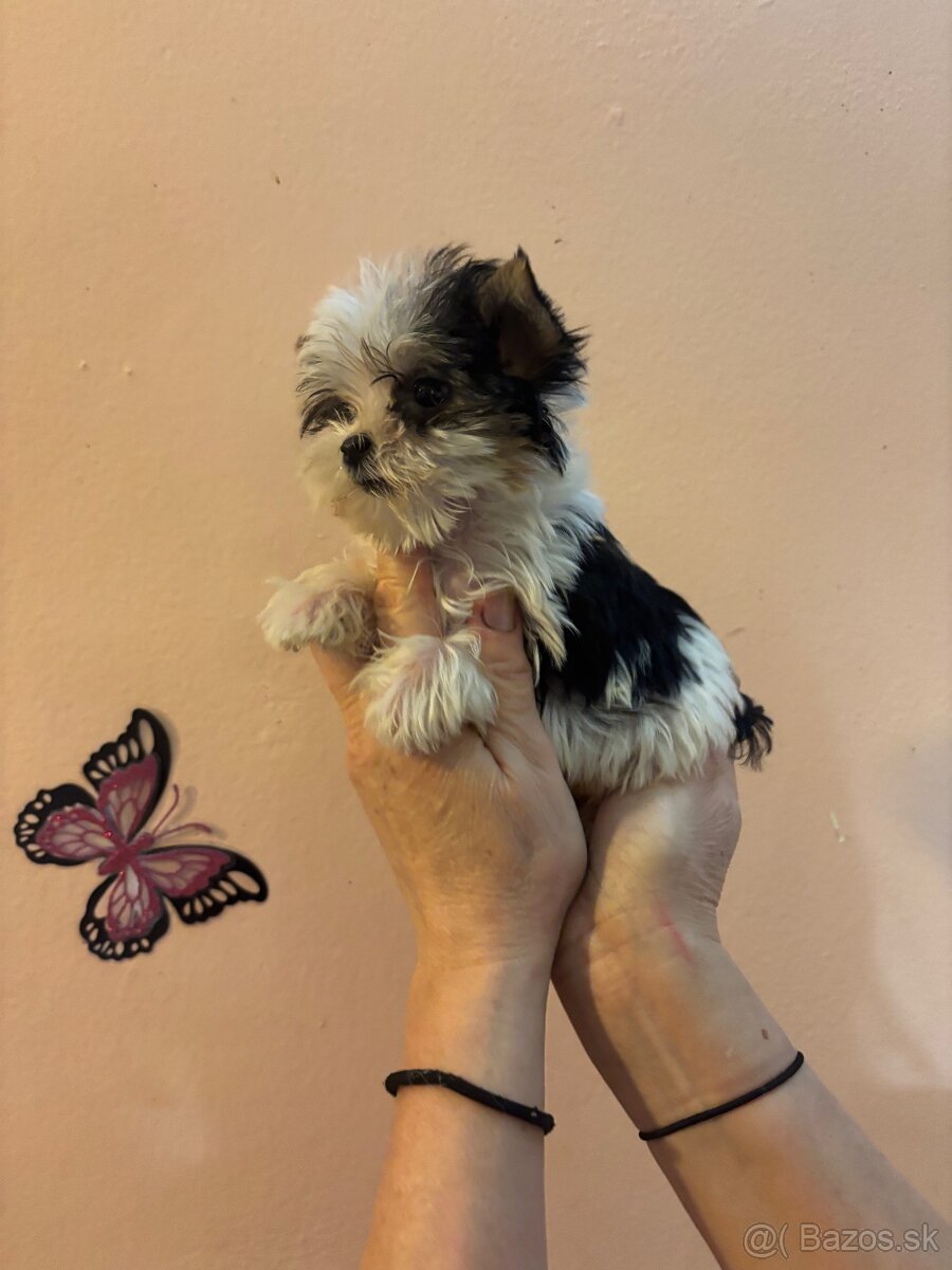 Yorkshirsky terier, yorkshirsky terier mini, biewer - 2