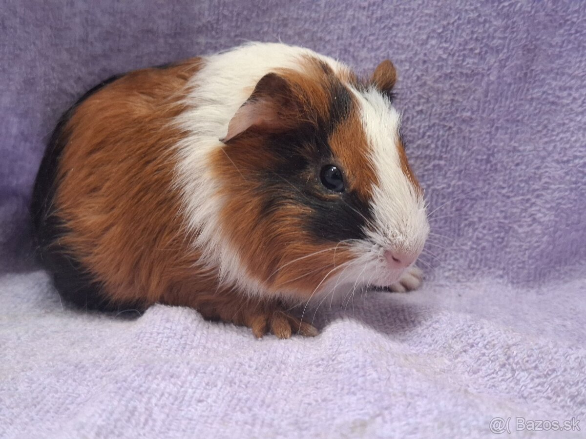 Morské prasiatko - 2