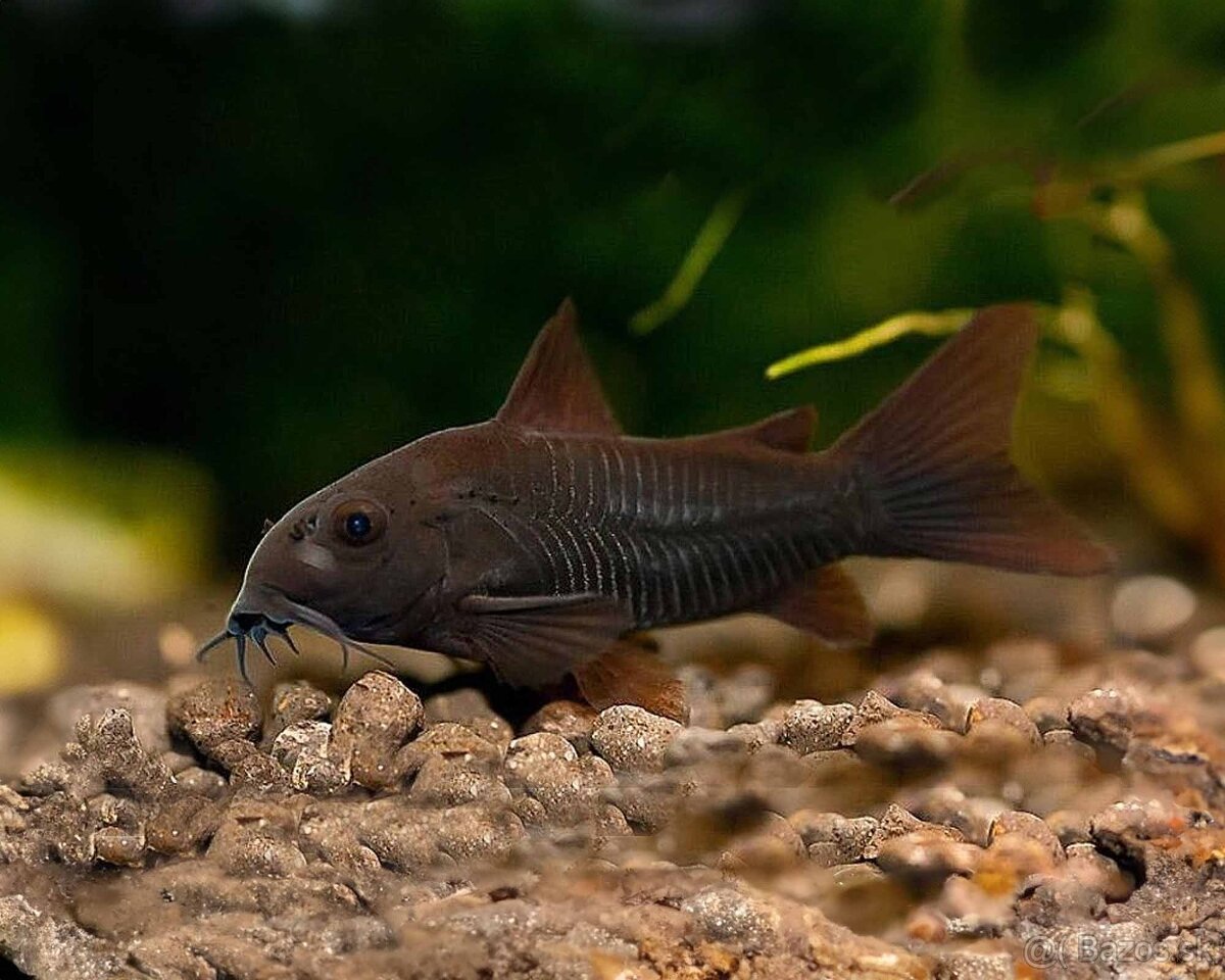 Akvarijné ryby - 2