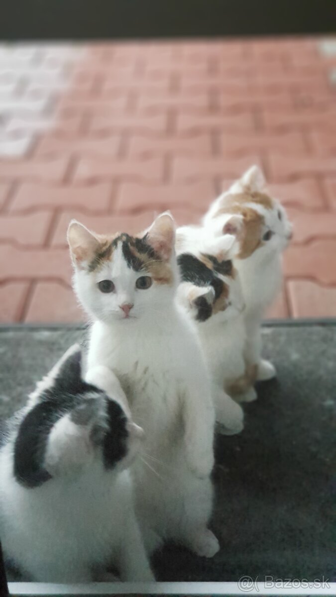 Darujem mačiatka - 2