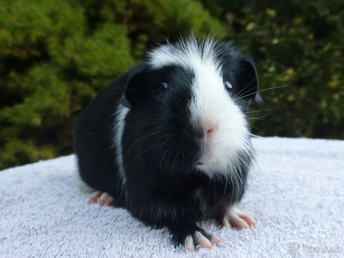 Ušľachtilé morčiatka - 2