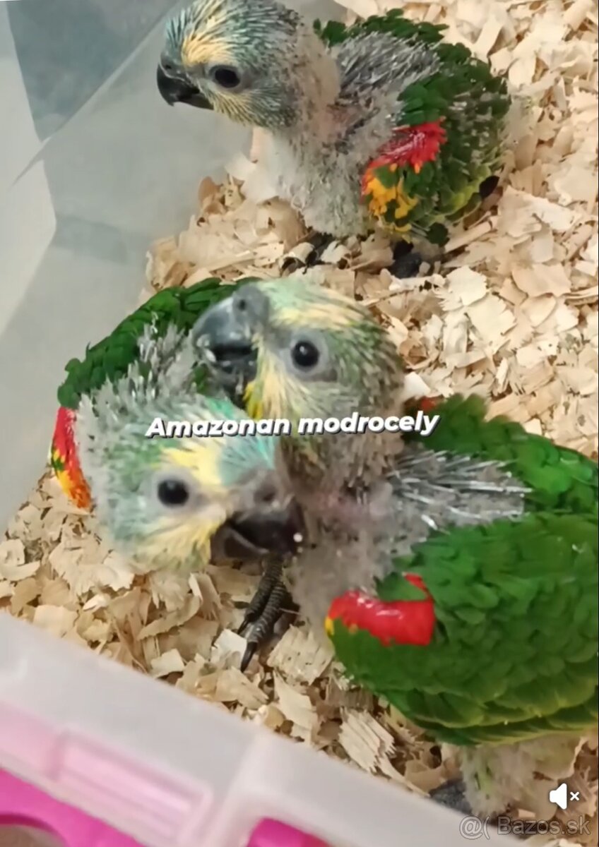 Amazonan modrocely - 2