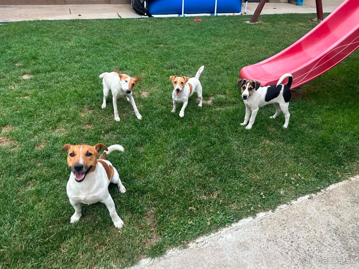 Jack russel terier - 2