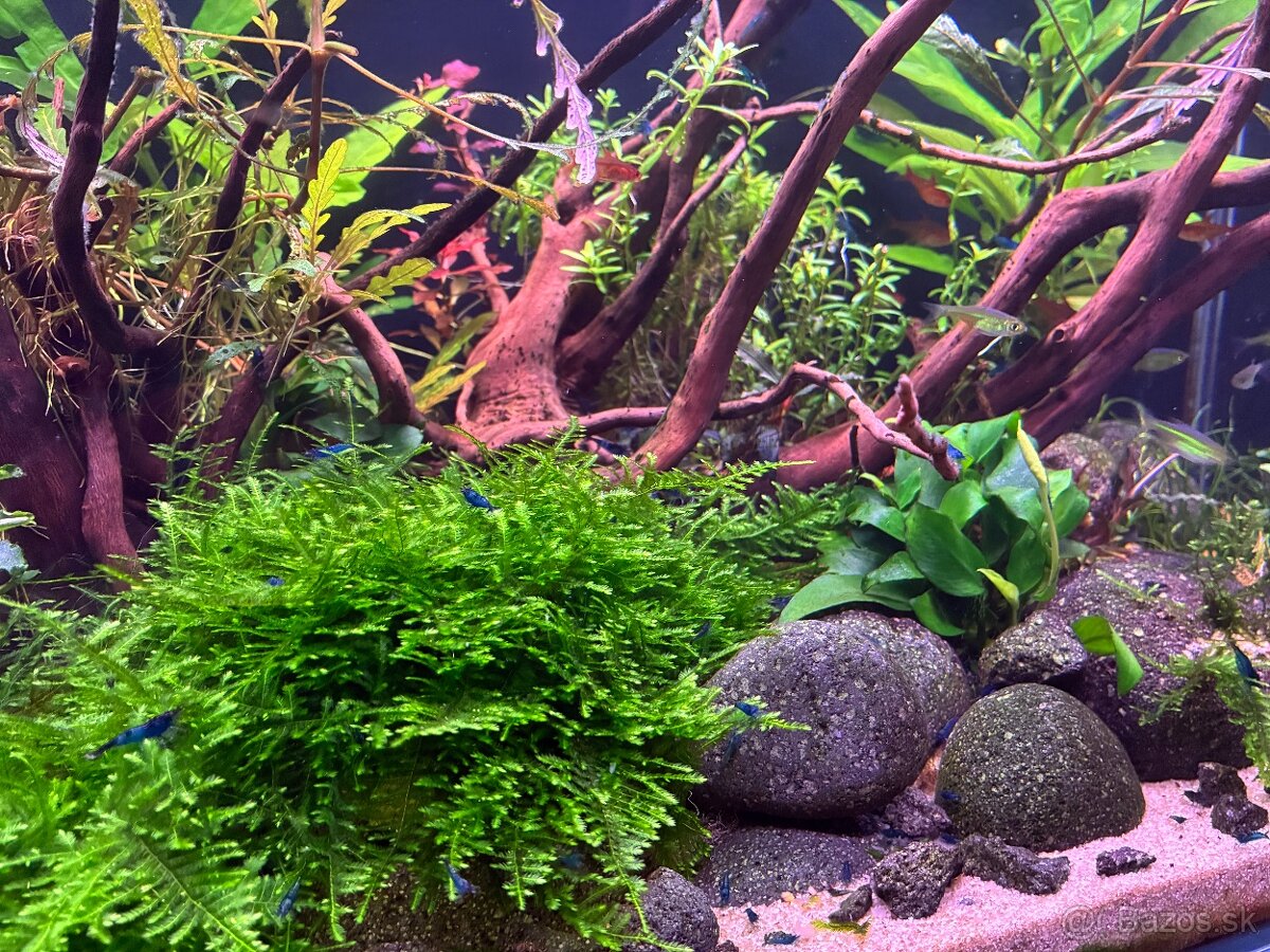 Predám 36L optiwhite akvárium - 2