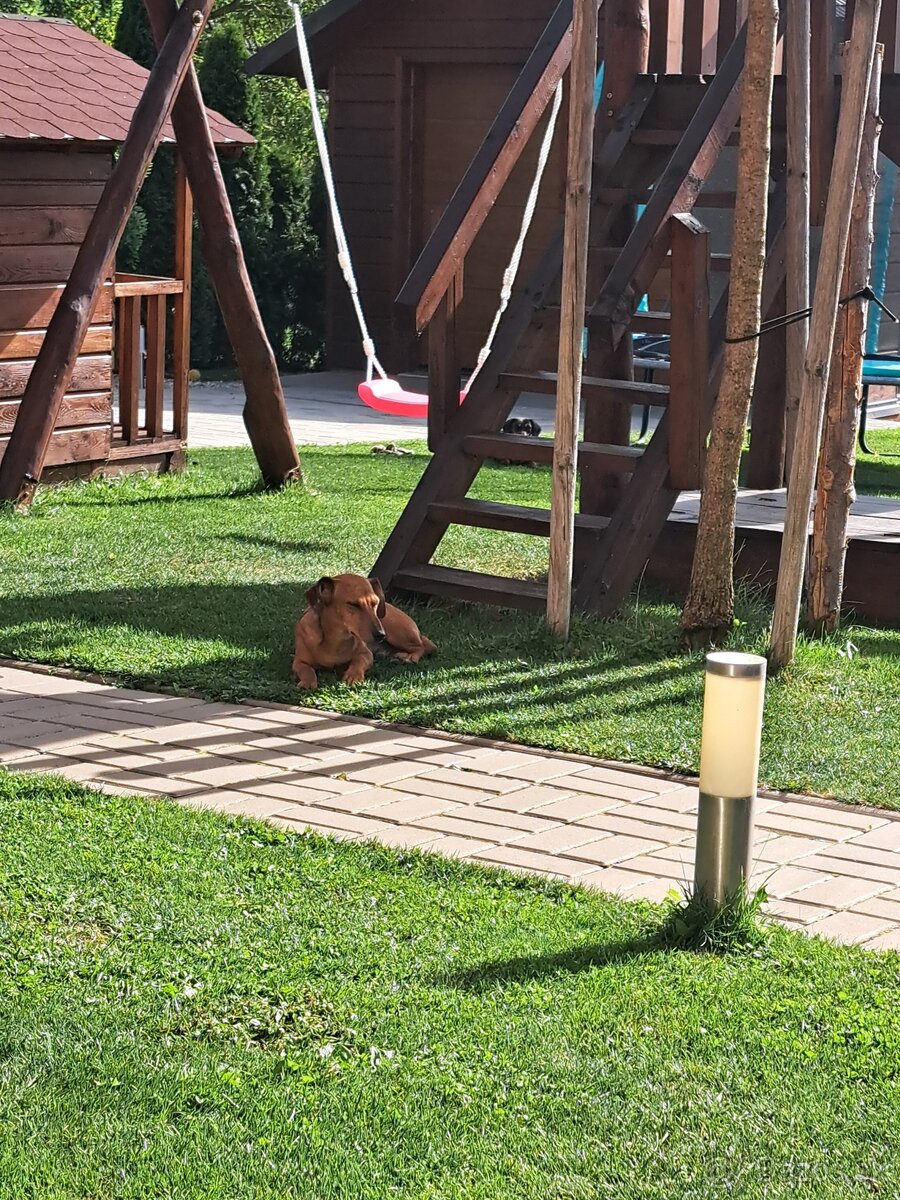 Jazvečík psík - 2