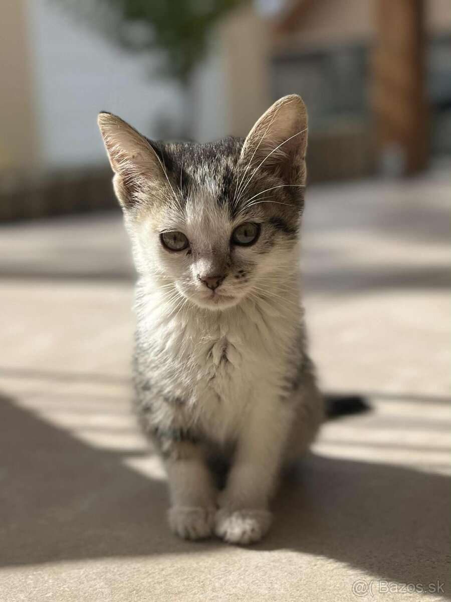 Darujem mačiatko - 2