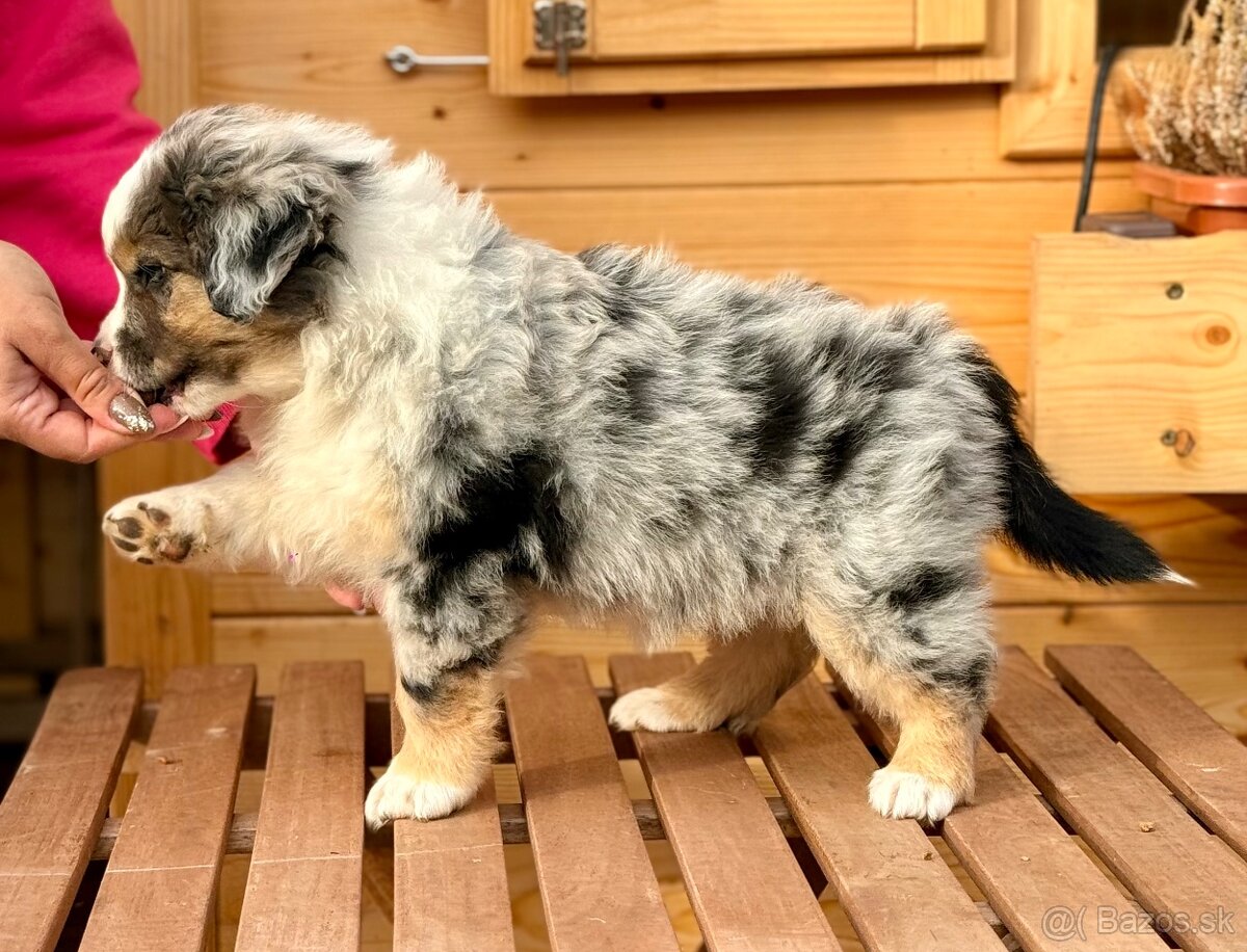 Miniatúrny americký ovčiak - 2