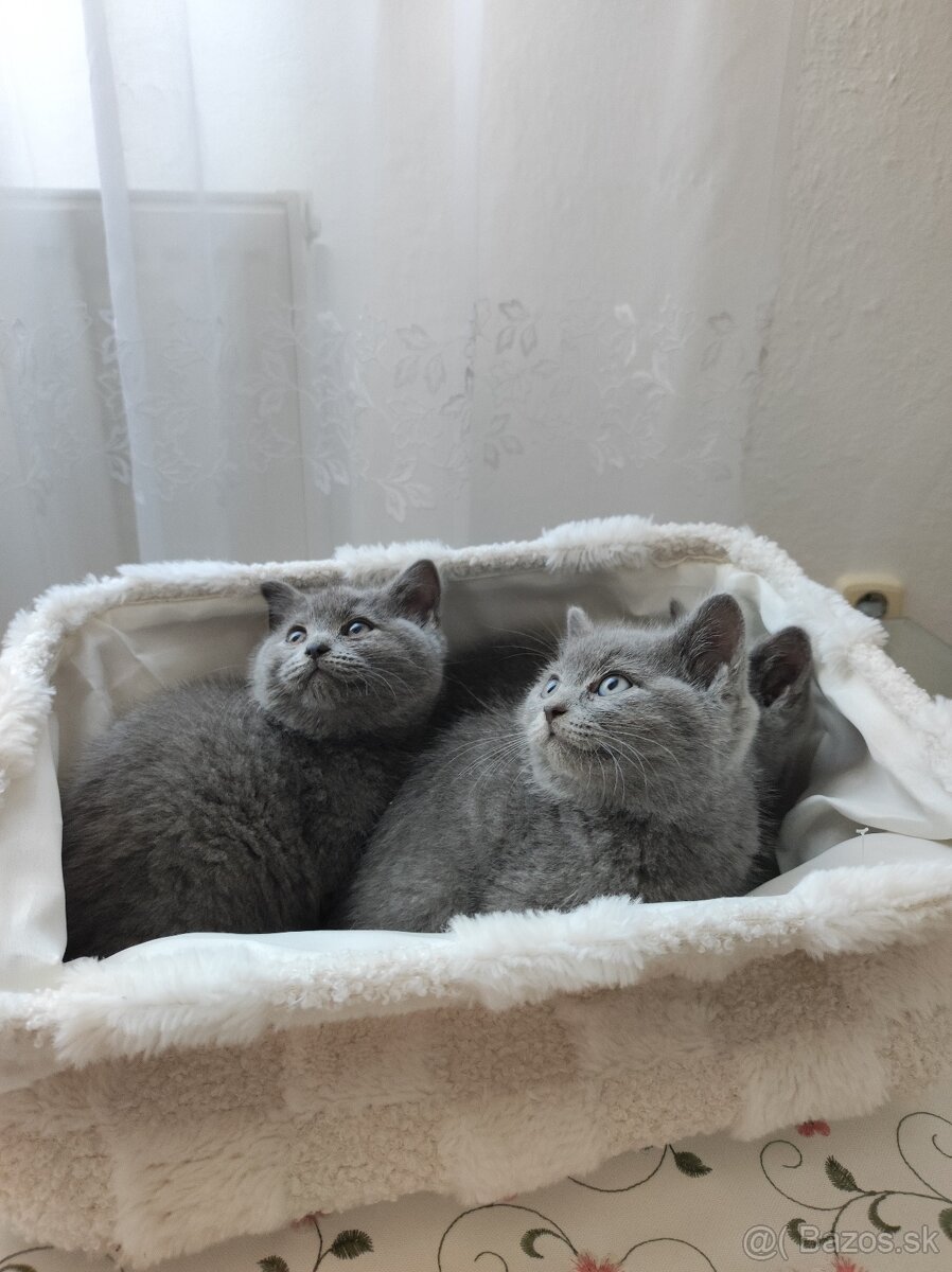 Britské mačiatka, Britská modrá - 2