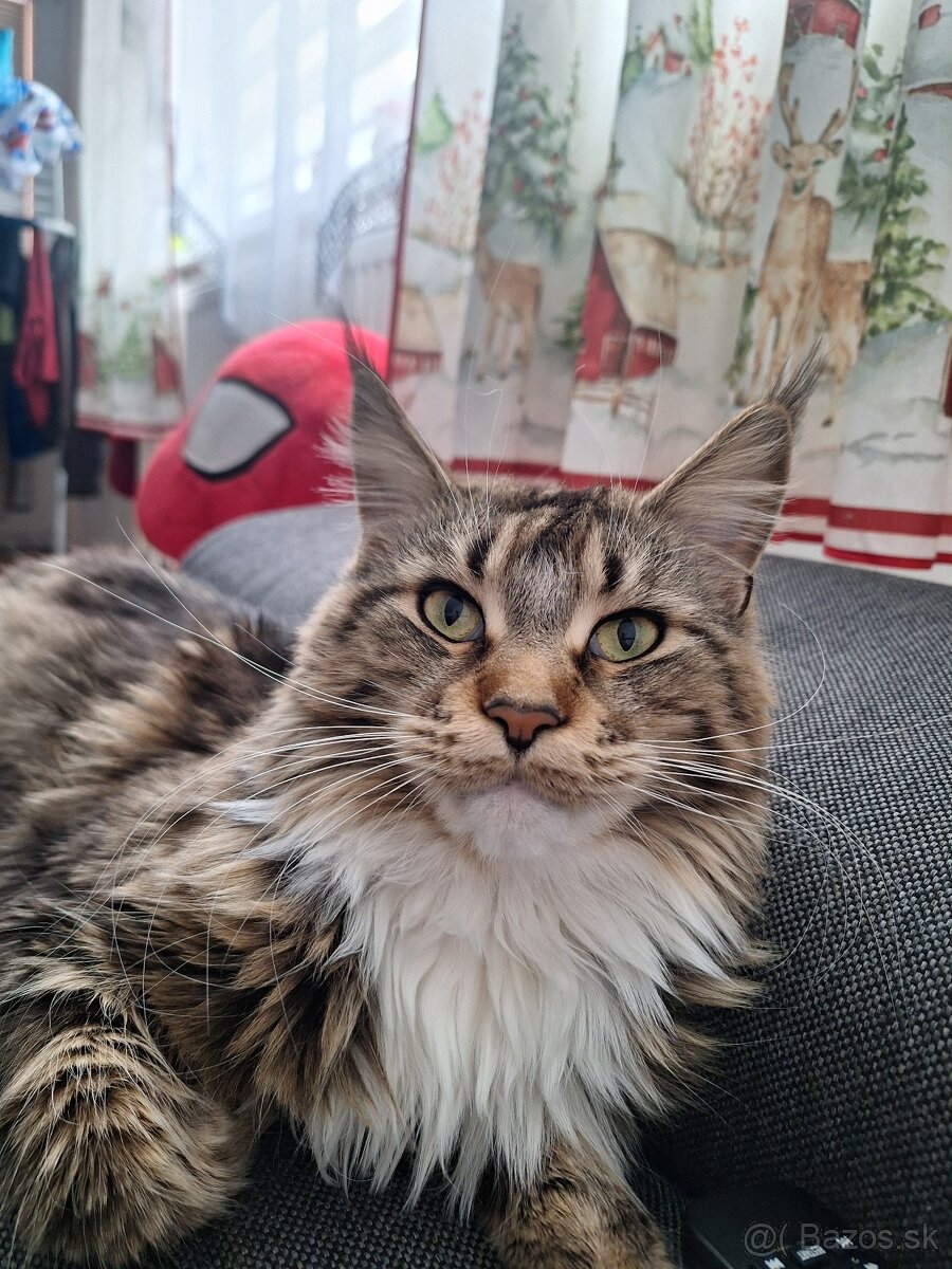 Mainská mývalia mačka - 2