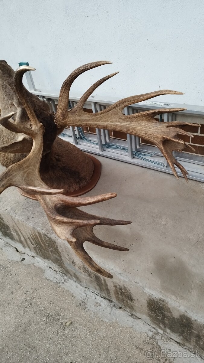 Predám trofej kapitálneho zlatého jeleňa, parožie, zhody, tr - 2