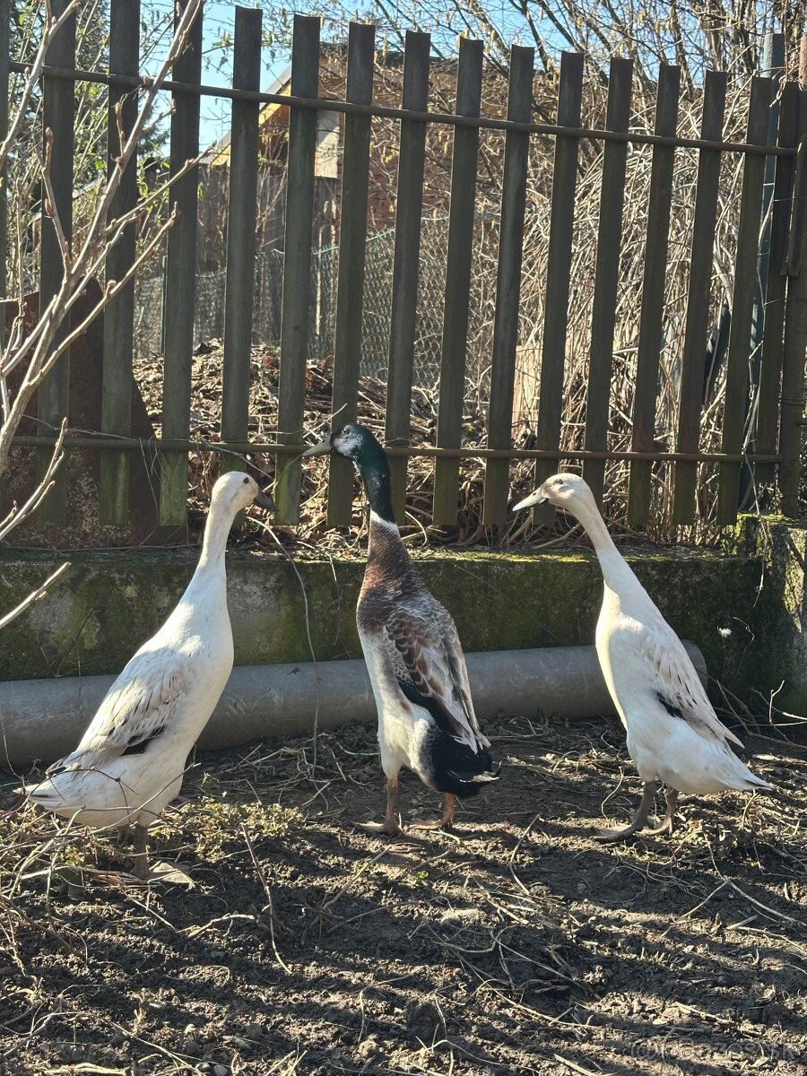 Indický bežec - strieborný - 2