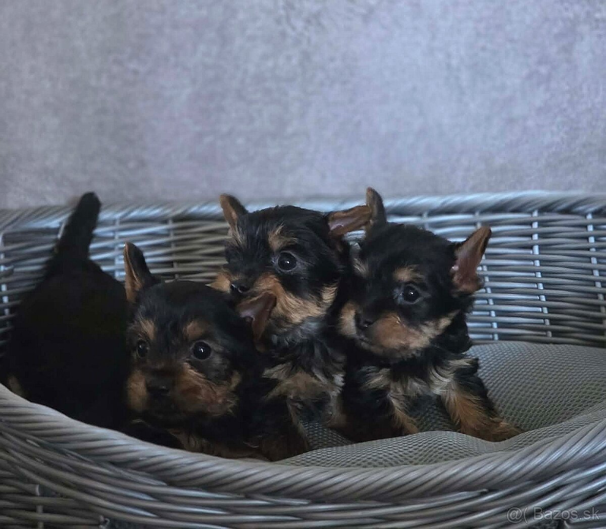 Yorkshirsky terier - 2