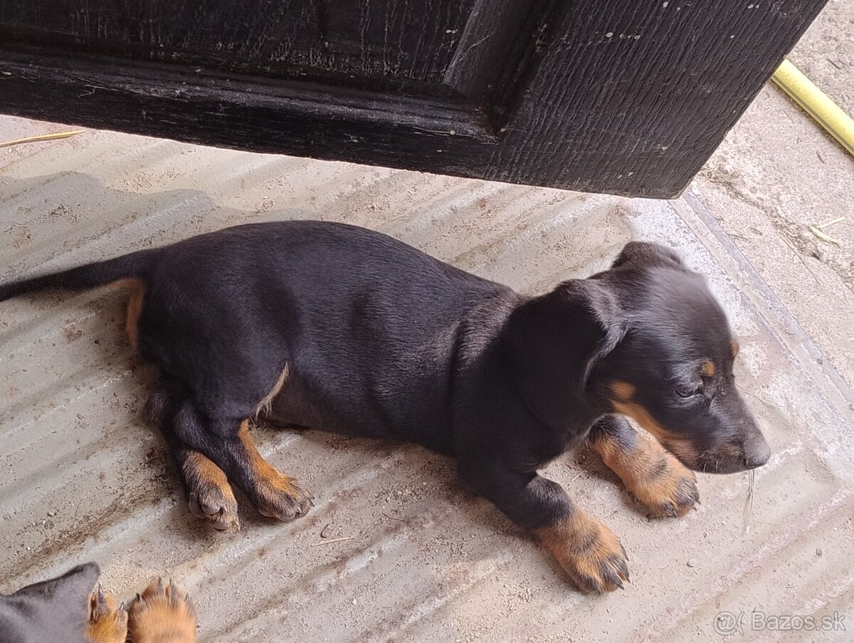 Šteniatko jazvečíka - 2