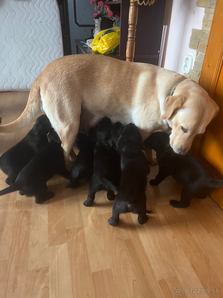 Šteniatka Labradora - 2