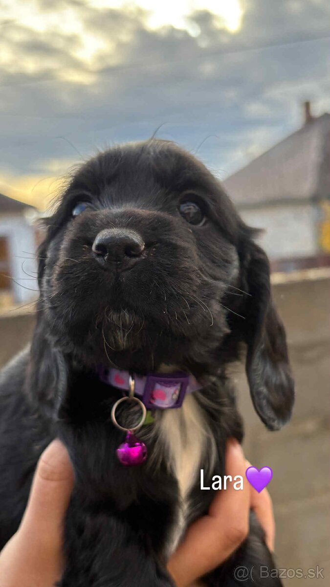 Anglický kokeršpaniel - 2