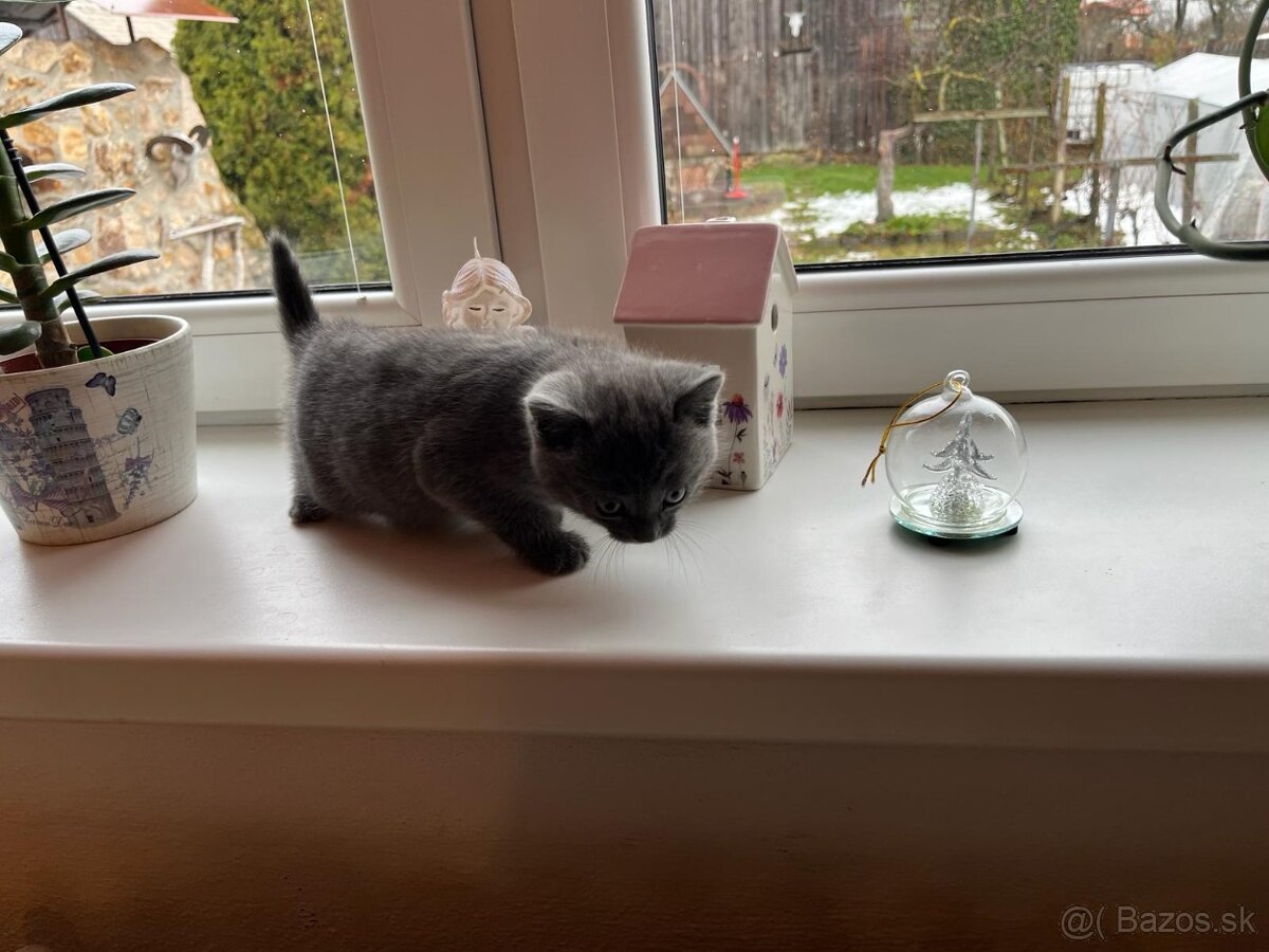 Britská modrá mačička - 2