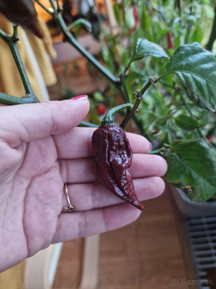 Chilli Trinidad Scorpion Moruga Chocolate - 2