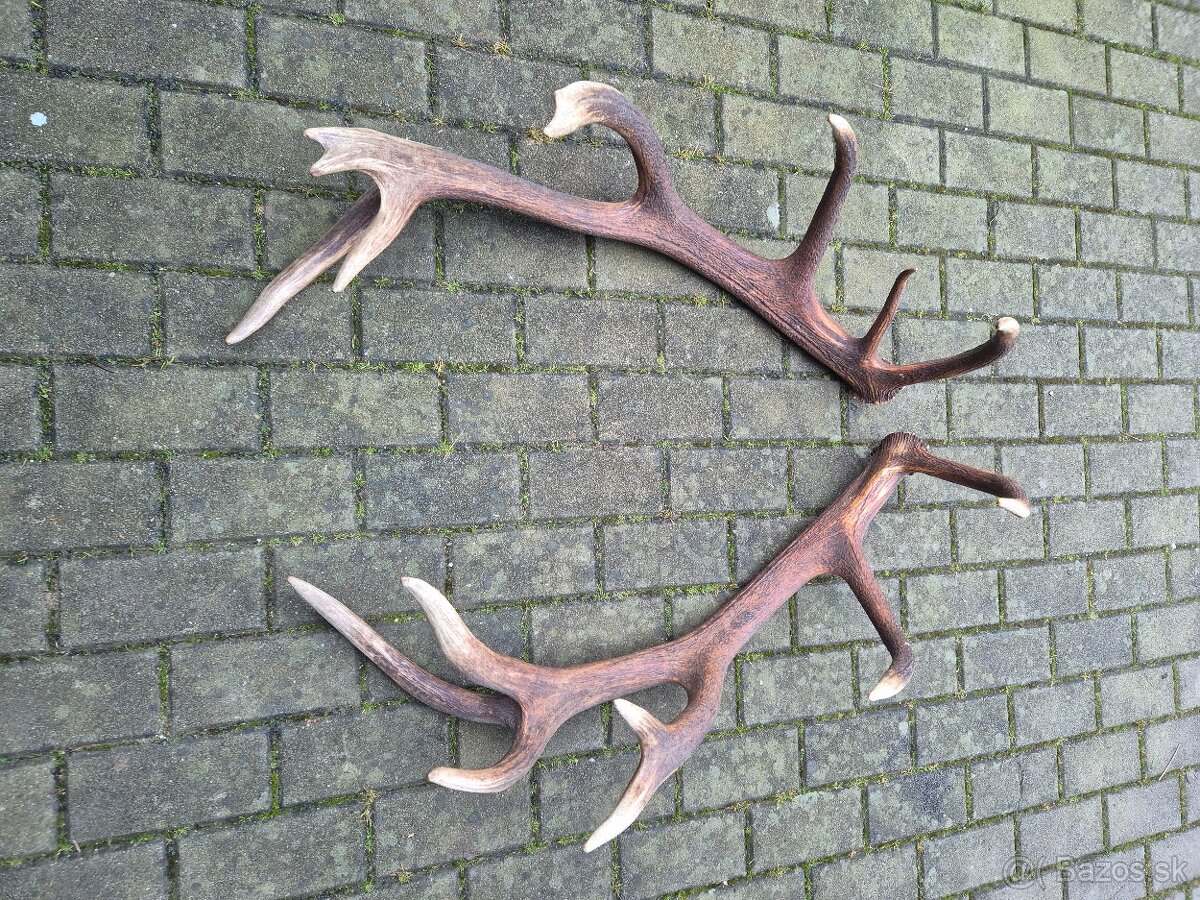 Trofej trofeje paroh parohy parozie zhody - 2