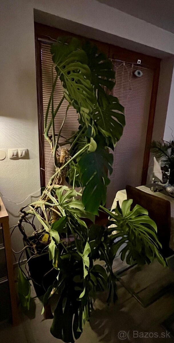Monstera 200cm - 2